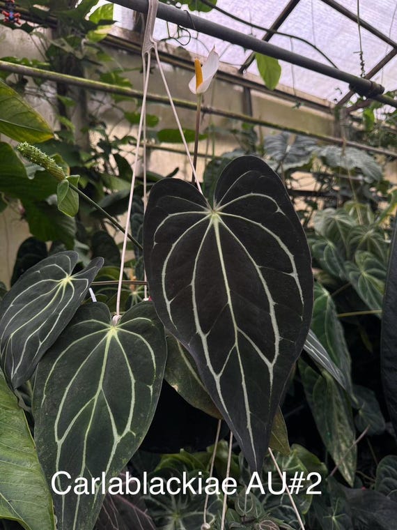Anthurium Carlablackiae AU1 X AU2 Seedlings | Rare Anthurium