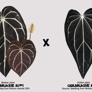 Anthurium zara x anthurium michelle - Etsy 日本
