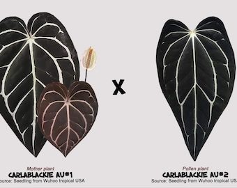 HS　アンスリウム　ナイトクイーン x フォートシャーマン Anthurium fort sherman - Etsy 日本