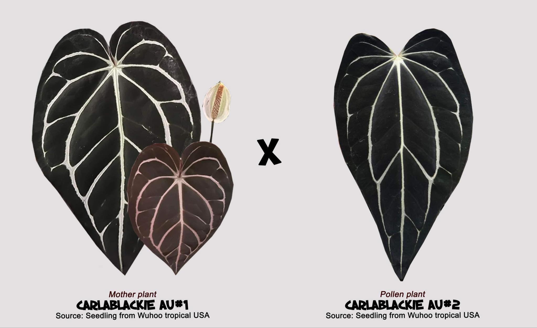 Anthurium zara x anthurium michelle - Etsy 日本 Anthurium zara x anthurium michelle - Etsy 日本