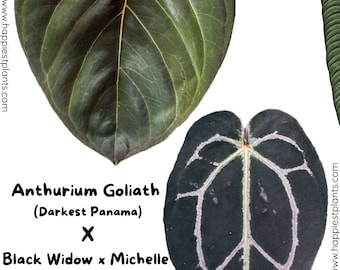 Buy Anthurium MJ - Goliath X (black Widow X Michelle X Zara X