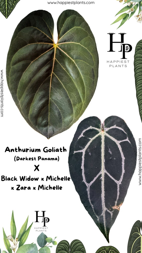 Anthurium MJ - Goliath X (black Widow X Michelle X Zara X Michelle