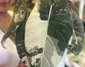 アロカシア マハラニ 斑入り - Etsy 日本