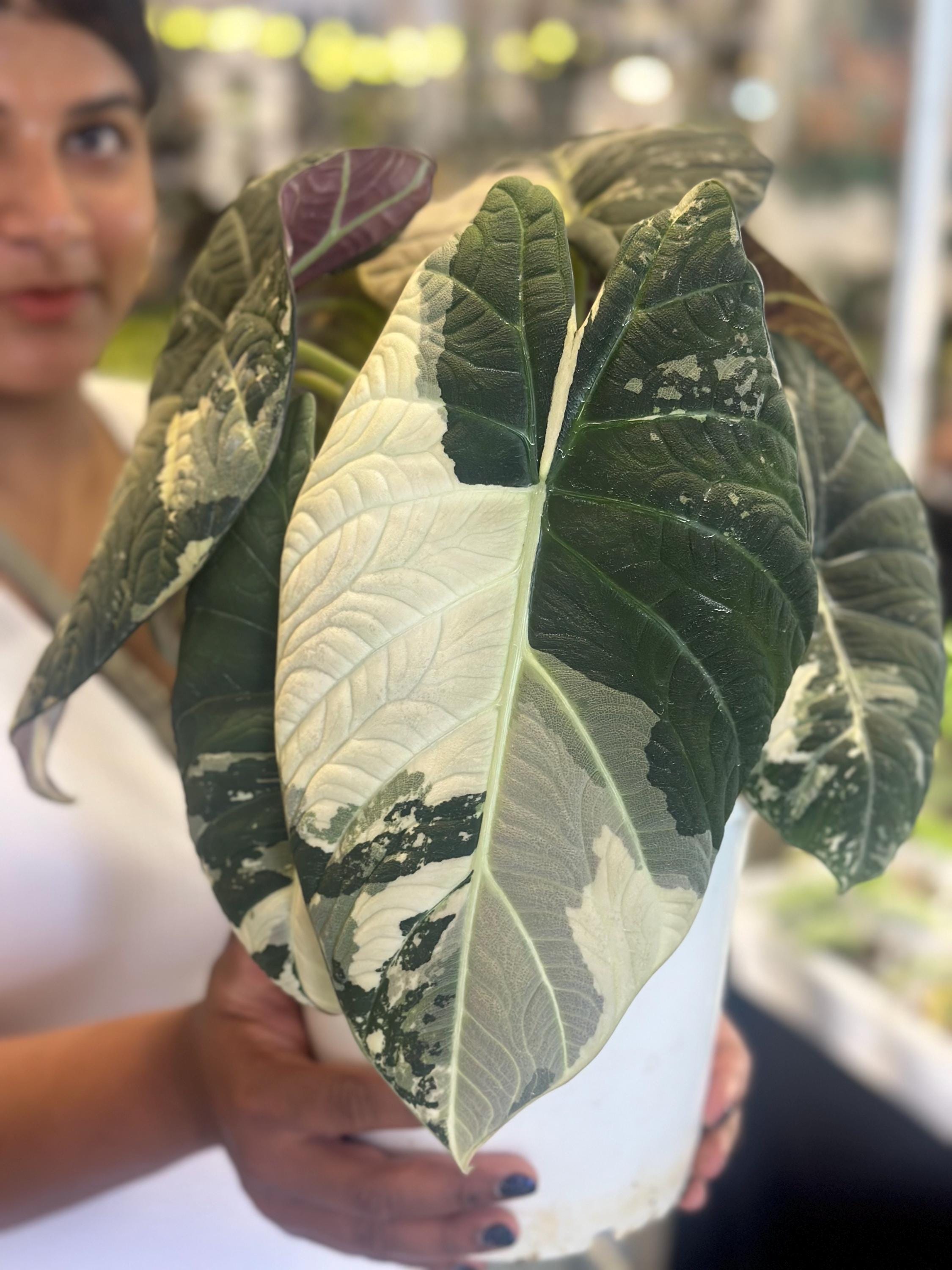 アロカシア マハラニ アルボ 希少 アロカシア マハラニ maharani | Gardenえん 【観葉熱帯