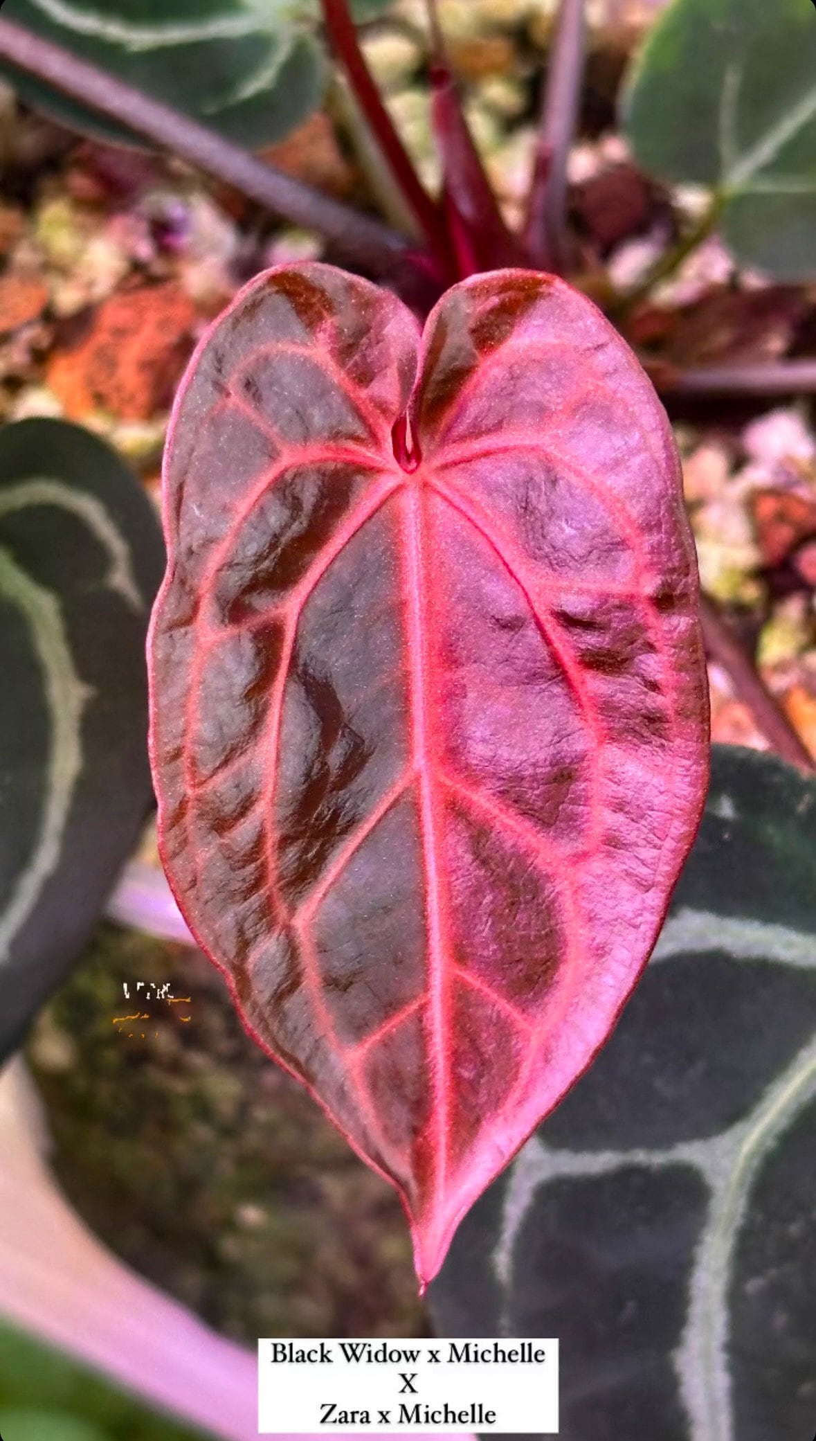 Anthurium MJ - Goliath X (Black Widow x Michelle x Zara x Michelle