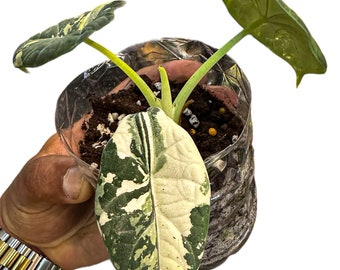 アロカシア マハラニ 斑入り - Etsy 日本