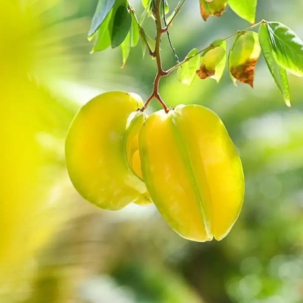 Star Fruit Live Plant | Carambola Plant | Rare Tropical Plant |  UK Seller