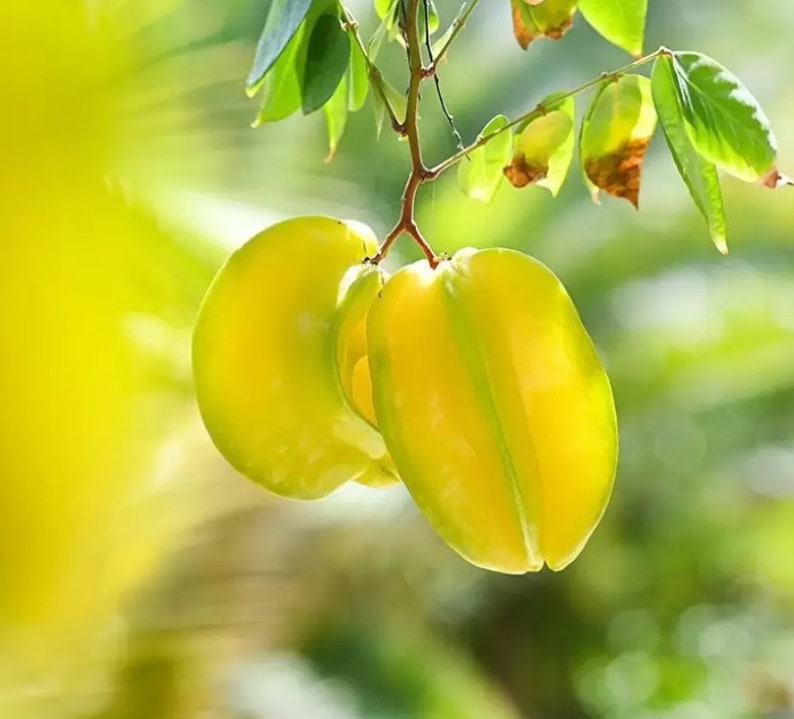 Star Fruit Live Plant Carambola Plant Rare Tropical Plant UK Seller image 1