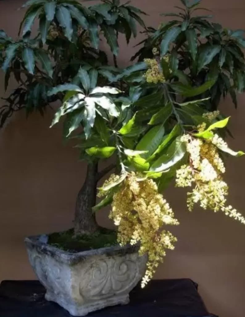 Bonsai Mango Tree Dwarf Fruiting Mango Bonsai Tree Live Etsy UK