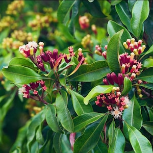 May include: Close-up of a green leafy plant with clusters of small, red and white flowers. The flowers are in various stages of bloom, with some fully open and others still in bud.
