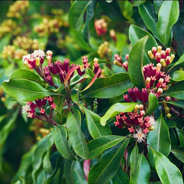 Ceylon Clove Plant | Clove Tree | Live Clove Plant | Rare Ceylon Premium Clove Tree | UK Seller