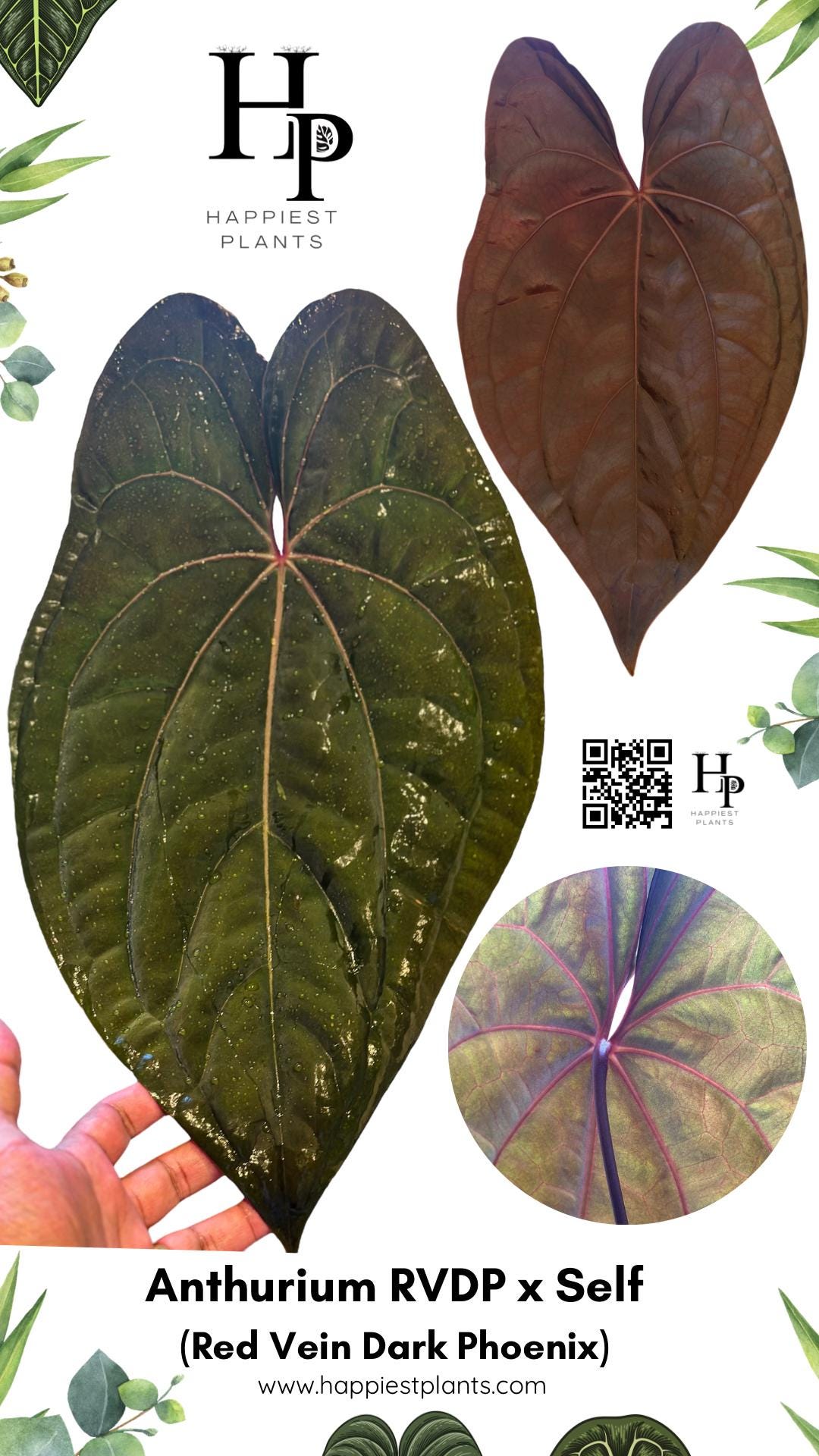 Anthurium RVDP | Red Vein Dark Phoenix | RVDP X Self | Siam Flora