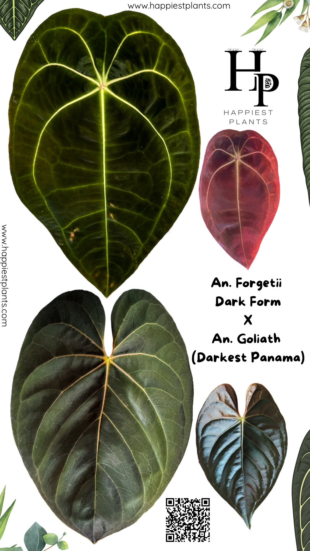 Anthurium Forgetii DF X Anthurium Goliath | Anthurium Darkest Panama |  Anthurium Forgetii Dark Form | Best Gifts | Christmas Gift - Etsy Finland