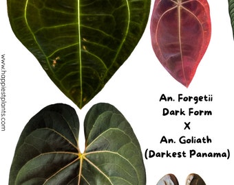 アンスリウム エース オブ スペード (AOS) x レッド ベイン ダーク