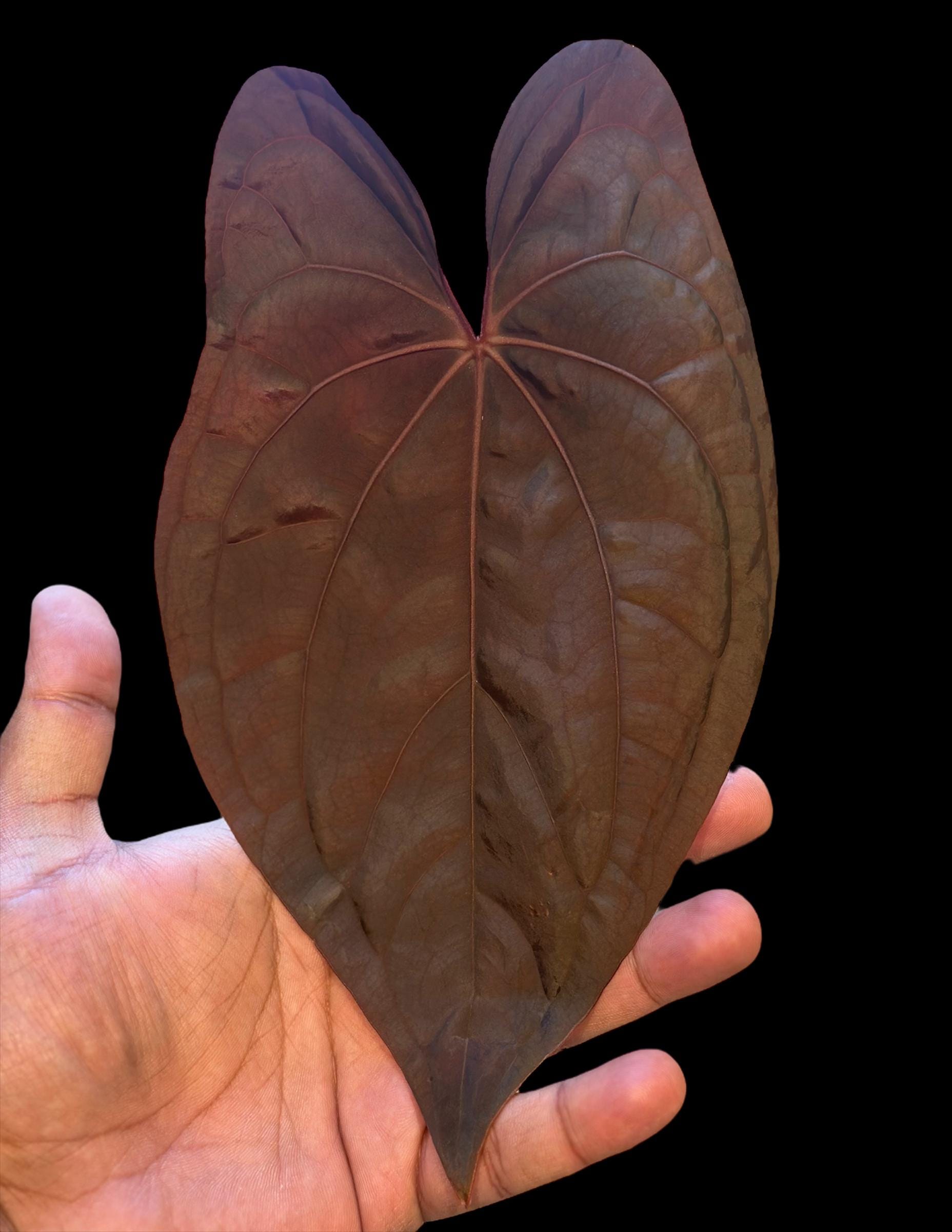 アンスリウム RVDP | レッド ベイン ダーク フェニックス | RVDP x