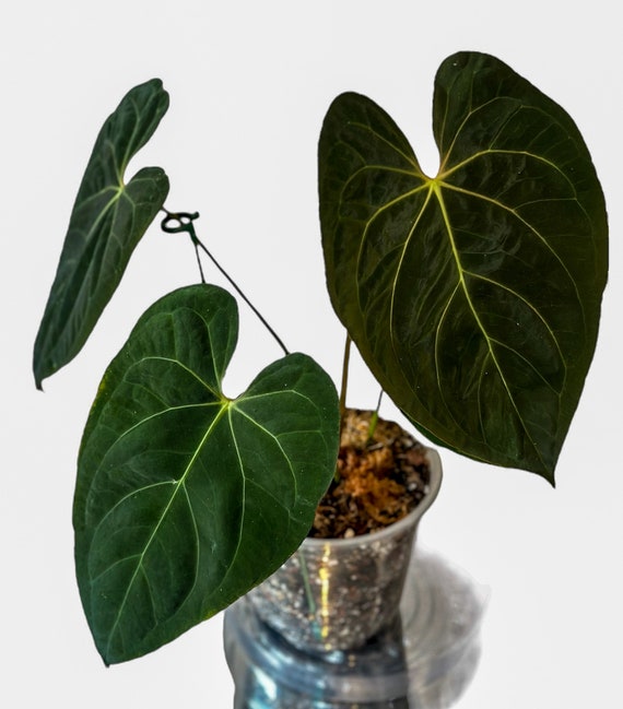 bonsai samen bestellen Set mit 10 Bonsai zum Pflanzen – Komplettbox mit Samen, Töpfen, Werkzeug &  Anleitung – Einfaches Indoor-Pflanzset – Geschenkidee für Gartenliebhaber –  Cultivea main image 1