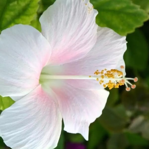 Rare Hibiscus Live Plants - Batch 2 - Pre-order now for Spring Delivery