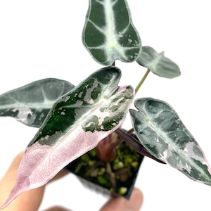 Alocasia Bambino Variegata Rosa - Alocasia Variegada Genuina