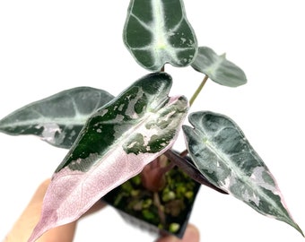 斑入りピンクアロカシア ハートバルーン - 組織培養植物 - Etsy 日本