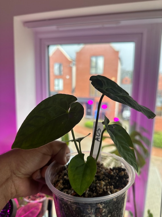 Anthurium Ace of Spadesアンスリウム エースオブスペード アンスリウム エース・オブ・スペード（AOS）の育て方の注意点と