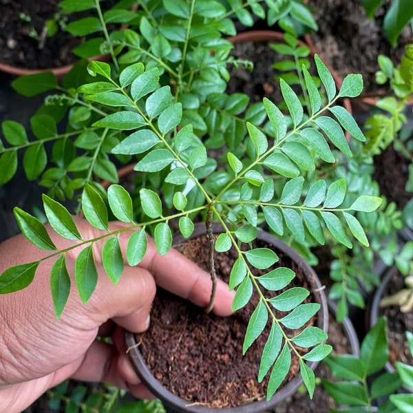 4 Rare Varieties of Curry Leaf Plants - Exclusive Collection