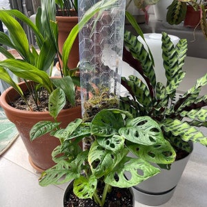 Honeycomb Moss Pole - Clear/ Transparent Fresh Sphagnum Moss Pole. Plants climbing support, Indoor Plant Support Extension. UK Seller