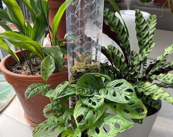 Honeycomb Moss Pole - Clear/ Transparent Fresh Sphagnum Moss Pole. Plants climbing support, Indoor Plant Support Extension. UK Seller