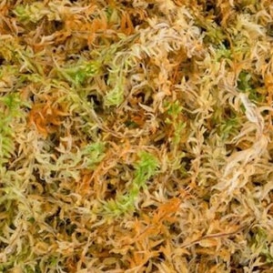 1 Bag 4L Fresh Green Sphagnum Moss for Plants Pots Daffodils