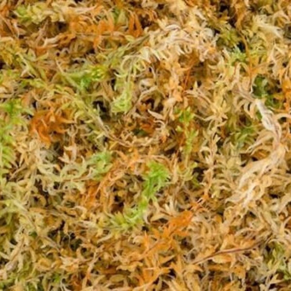 Live Sphagnum Moss | Natural Moss | Wreath Making Moss | Moss for cuttings | Seed Starter Kit | Moss for Basket Lining
