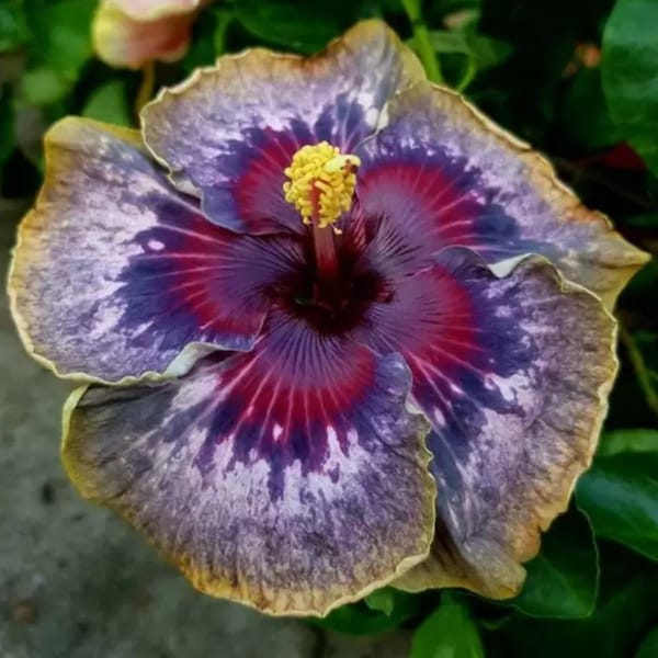 SUPER RARE Hibiscus Live Plants - Batch 3 - Pre-order now for Spring Delivery