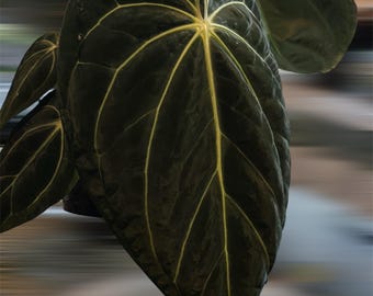il_340x270.7246705181_6q63.jpg