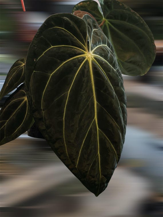 Anthurium Carlablackiae × AOS X RVDP | Carlablackiae AU1 | Ace of