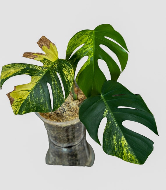 braucht die monstera viel licht Tipps zur Pflege deiner Pflanze : Monstera deliciosa – PflanzenFuerAlle main image 1