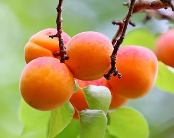 Blenheim Apricot Tree - Best Apricot, Rare Apricot Tree, Chef Favourite