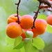 see more listings in the Fruit Trees | Plants section