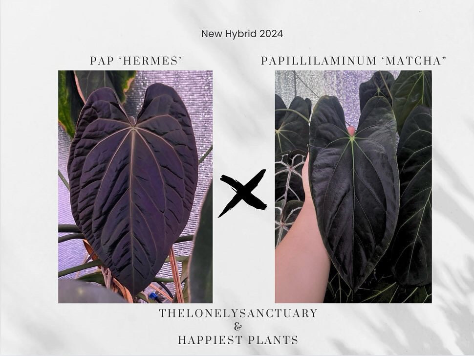 Anthurium dressleri - Etsy 日本 Anthurium dressleri - Etsy 日本