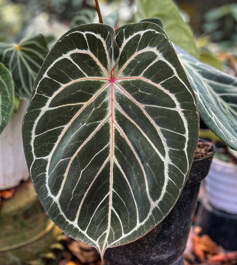 Anthurium HU / King of Spades (KOS) X Red Crystallinium Rarest Anthurium Collection | UK Seller | Rare Anthurium - Etsy Israel Anthurium HU / King of Spades (KOS) X Red Crystallinium Rarest Anthurium Collection | UK Seller | Rare Anthurium - Etsy Israel