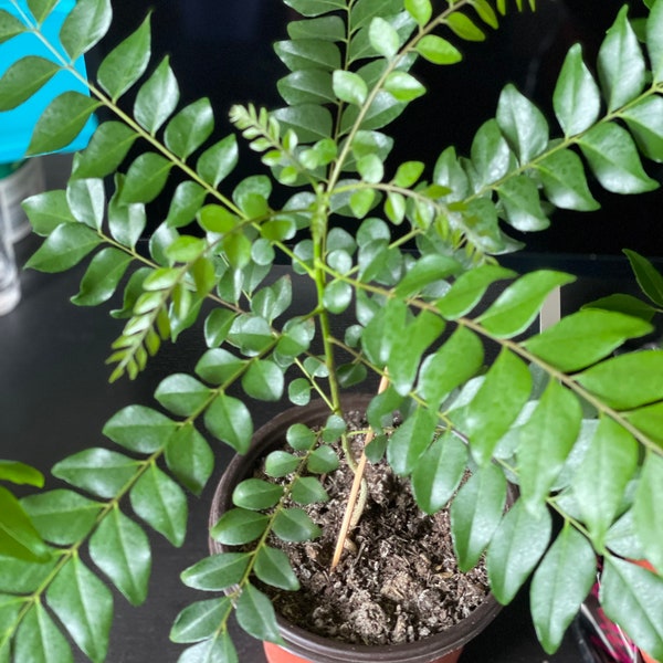 Organic Curry Leaf Plant - Gomati Dwarf Variety (Murraya koenigii, Sweet Neem, Bergera koenigii, Curry Veppila)