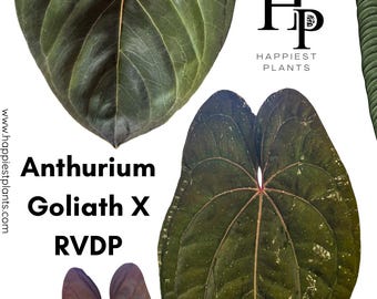 Anthurium Red Vein Dark Phoenix (Express Shipping + Insured