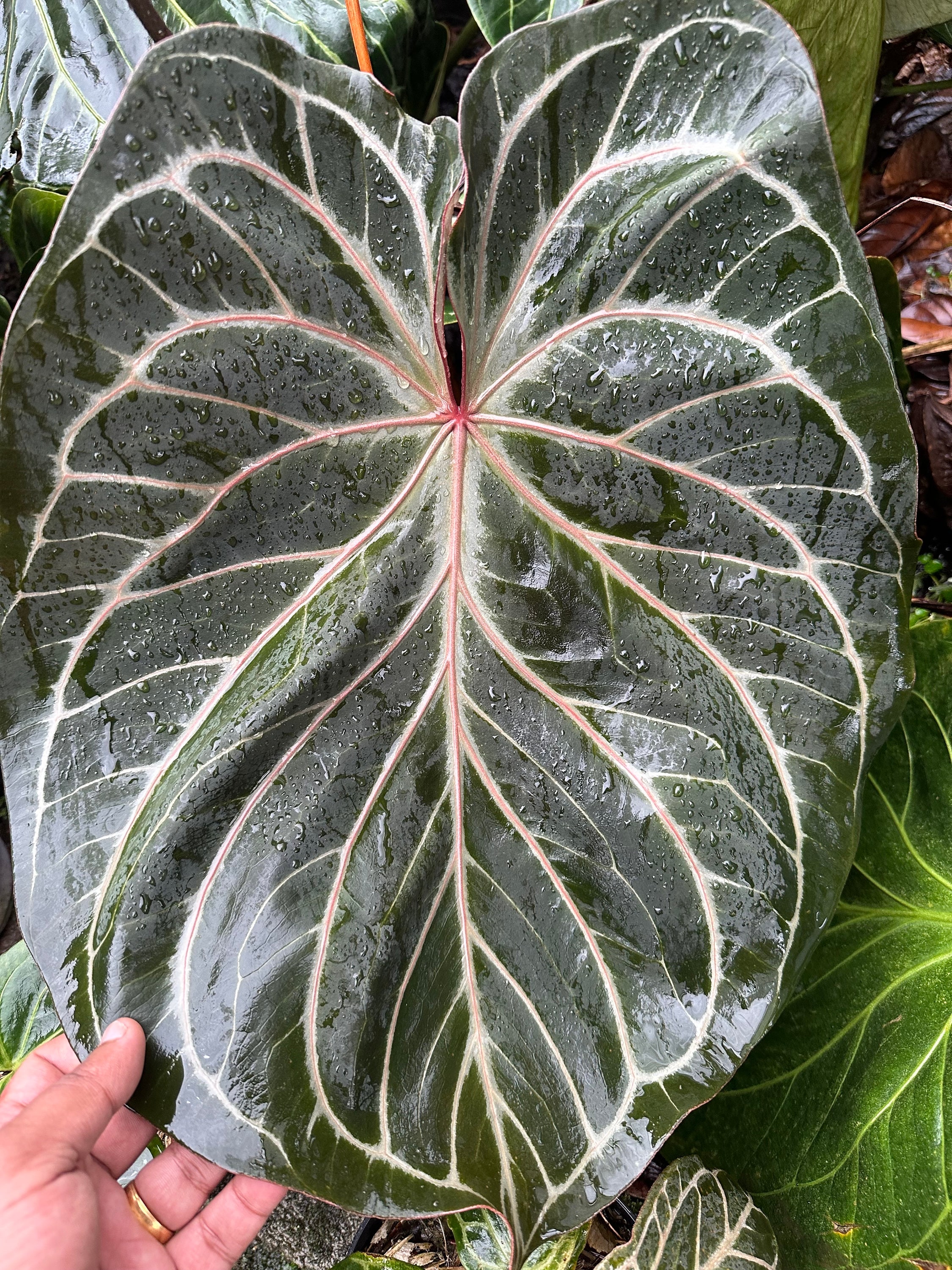 Anthurium HU / King of Spades (KOS) X Red Crystallinium Anthurium HU / King of Spades (KOS) X Red Crystallinium