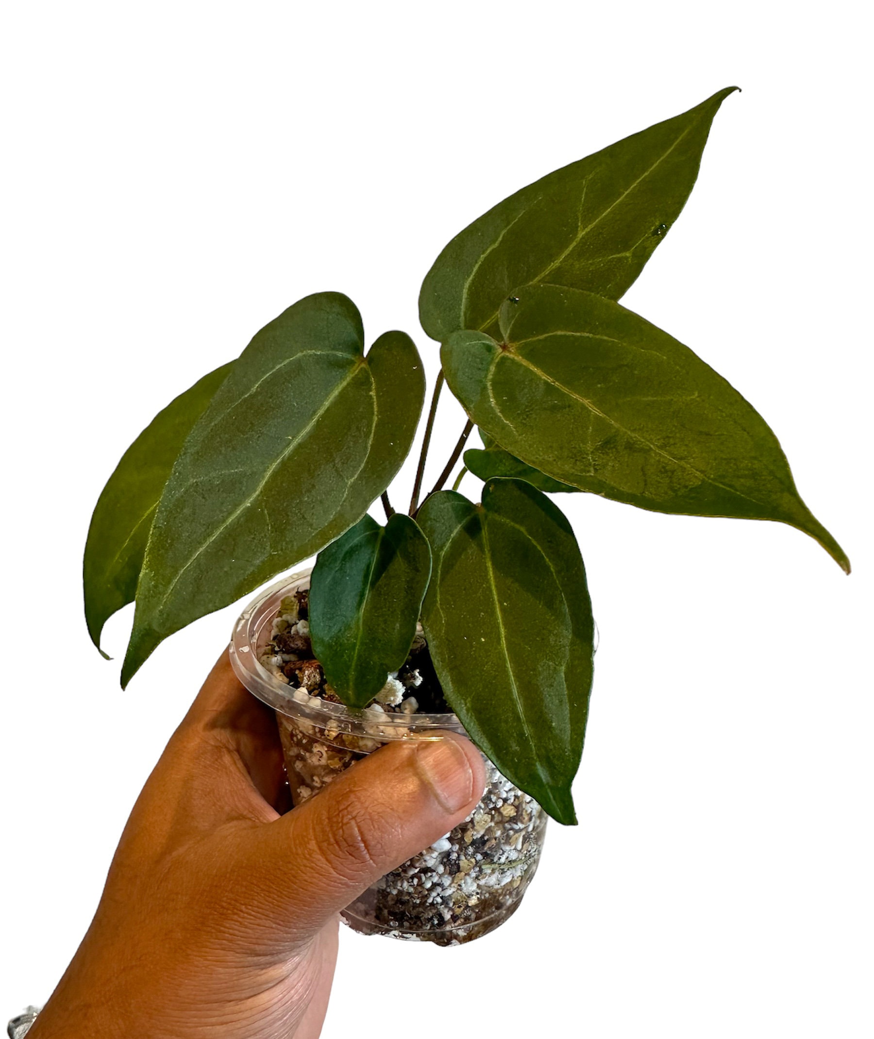 Anthurium zara x anthurium michelle - Etsy 日本 Anthurium zara x anthurium michelle - Etsy 日本