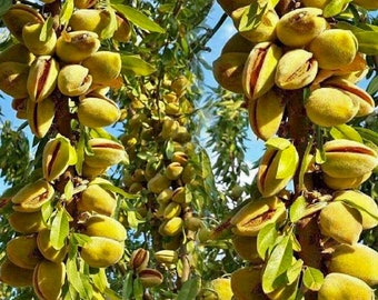 ピスタチオの木 ピスタチオ植物 生きた木 生きた希少な有機植物 熱帯樹木 英国の販売者 - 日本