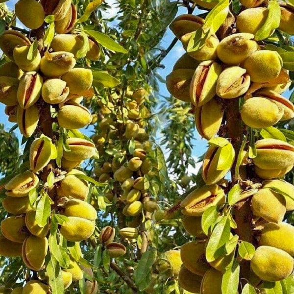Pistachio Tree / Pista Plant | Live Tree | Live Rare Organic Plant | Tropical Tree | UK Seller