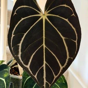 Pode incluir: Uma folha de Anthurium grande em forma de coração com uma textura aveludada de cor preta profunda. A folha apresenta veios proeminentes de cor branco-creme que criam um contraste marcante contra a folhagem escura. A ponta é afiada.