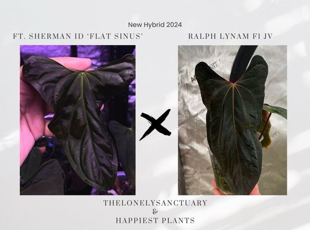 アンスリウム　ハイブリッド　コーデュロイ x フォートシャーマン アンスリウム ハイブリッド コーデュロイ x フォートシャーマン