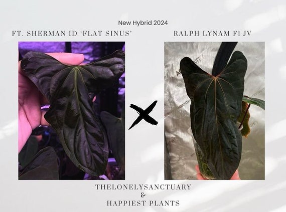 アンスリウム フォート シャーマン フラット サイナス x ラルフ