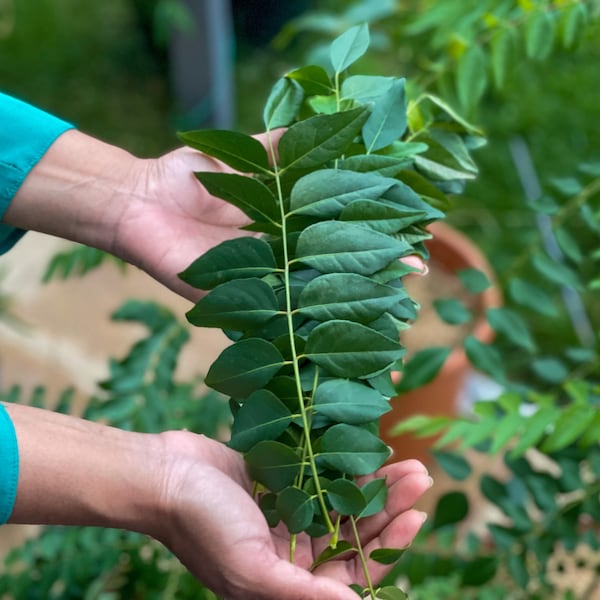 Ceylon Curry Leaf Plant - Gamthi Variety - Rare Variety, Murraya, Edible Plants, Organic Aromatic Sunlight Bergera Koenigii Beneficial