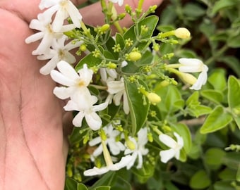 Jaathi Malli (jazmín de Coimbatore)