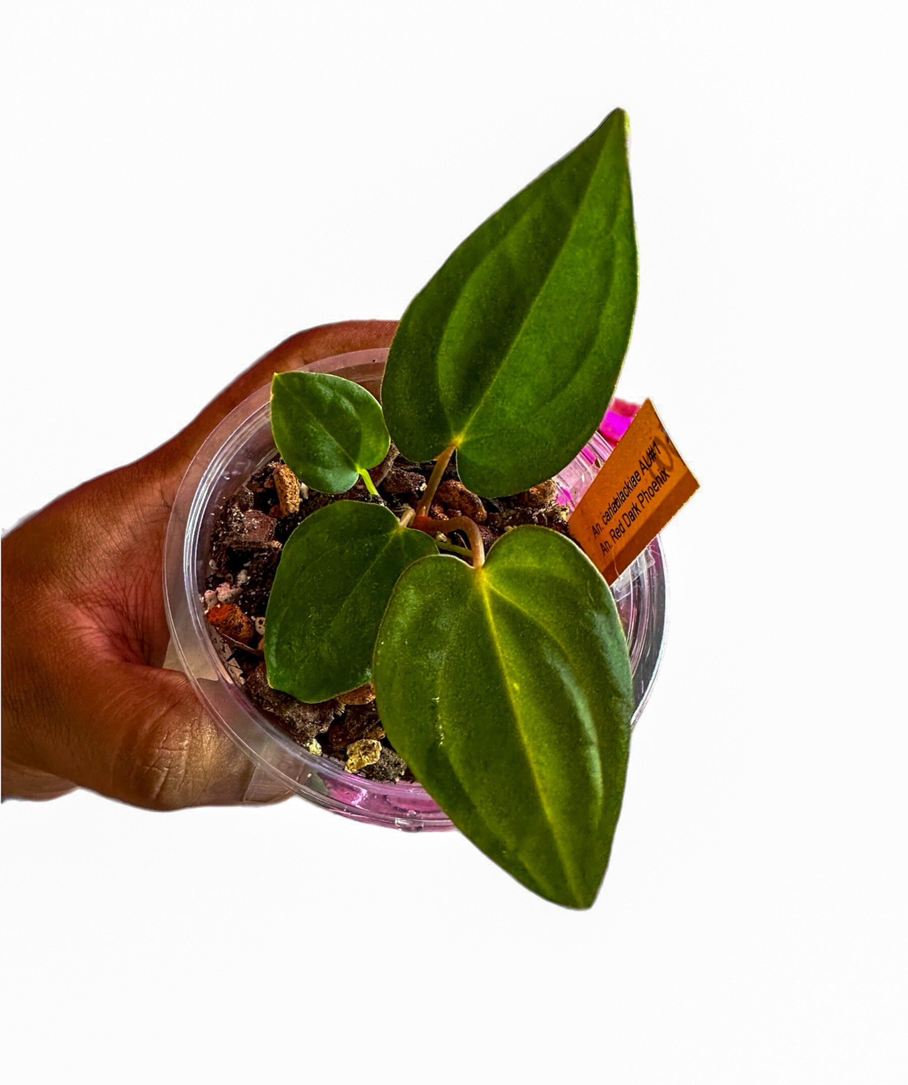 Anthurium dressleri - Etsy 日本