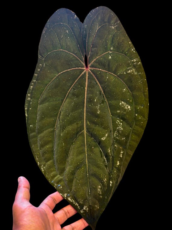 アンスリウム RVDP | レッド ベイン ダーク フェニックス | RVDP x